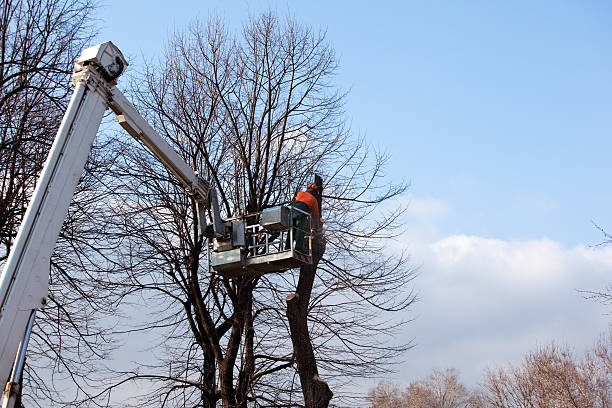 How Our Tree Care Process Works  in  Sherwood Manor, CT